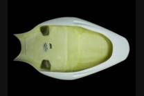Codone Triumph Daytona 675 2006 2012 - MXPCRD1850 2